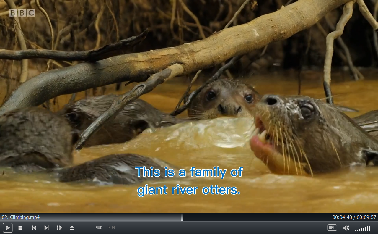 Andy's Baby Animals 图片18 Andy's Baby Animals 图片17