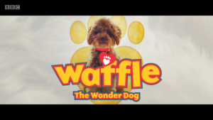 BBC英语纪录片Waffle the Wonder Dog神奇狗狗，适合0-10岁，全1-4季共60集，1080P高清视频带英文字幕，百度网盘下载！ | 继续淘